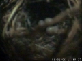 Sparrow Egg 3.JPG
