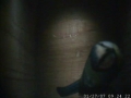 070127 Blue Tit Inspection 1.JPG