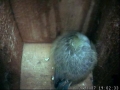 070213 Blue Tit Roosting 2 Nest Cam.JPG