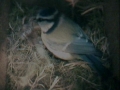 070403 Blue Tit Nesting.JPG