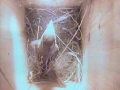 20070429 Nest Building 01.jpg