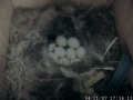 Egg12 Nestcam.jpg