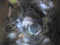 09-04-20 Sitting on Nest.jpg