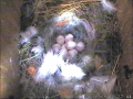 09-04-28 Egg 9 Overhead.JPG