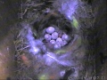 09-05-10 2 Eggs Hatch.JPG