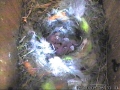09-05-10 6 Eggs Hatch.JPG