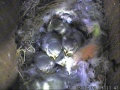 09-05-25 Chicks In Nest.JPG