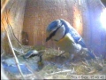 11-05-03 Male Feeding 2.jpg