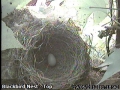 20120619 First Egg.jpg