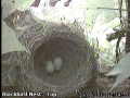 20120620 Second Egg.jpg