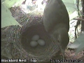 20120621 Third Egg.jpg