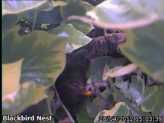 20120428 First chick having a look.jpg