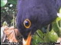 20120404 MaleInspectingCamera.jpg