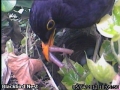 20120405 Male with food.jpg