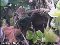 20120414 Incubating.jpg
