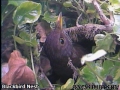 20120418 Female on nest.jpg