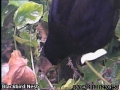 20120418 Male with food.jpg