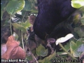 20120419 Male with food.jpg