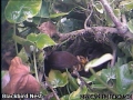 20120421 Female with beak of worms.jpg