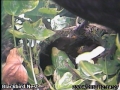 20120423 Both feeding.jpg