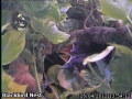 20120426 Beaks Open.jpg