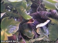 20120426 Chick looking at camera.jpg