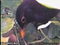 20120426 Male blackbird.jpg