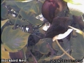20120426 Sparrow checking the nest.jpg