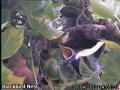 20120426 Wide beaks.jpg