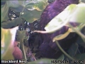 20120428 First chick ready to fledge.jpg