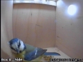 20120403 Blue Tit Inspection 1.jpg