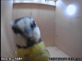 20120403 Blue Tit Inspection 2.jpg