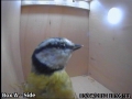 20120403 Blue Tit Inspection 4.jpg