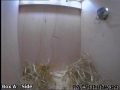 20120412 Nest Material.jpg
