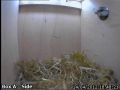 20120414 Nest Building.jpg