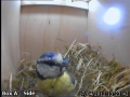 20120417 Sitting in the nest.jpg