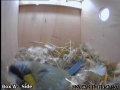 20120422 Roosting for the night.jpg