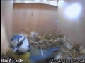 20120423 Checking the camera.jpg