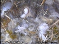 20120425 Egg 2 close.jpg