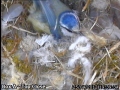 20120425 Sitting on nest.jpg