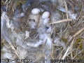 20120426 Egg 3 close.jpg