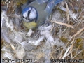 20120426 Having a good look.jpg
