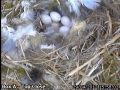 20120429 Egg 6 close.jpg
