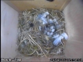 20120429 Egg 6 wide.jpg