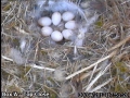 20120430 Egg 7 close.jpg