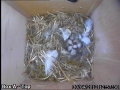 20120430 Egg 7 wide.jpg
