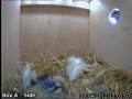 20120430 Male looking in.jpg