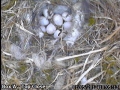 20120501 Egg 8 close.jpg