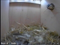 20120501 Still finding nest material.jpg
