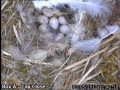 20120502 Egg 9 close.jpg